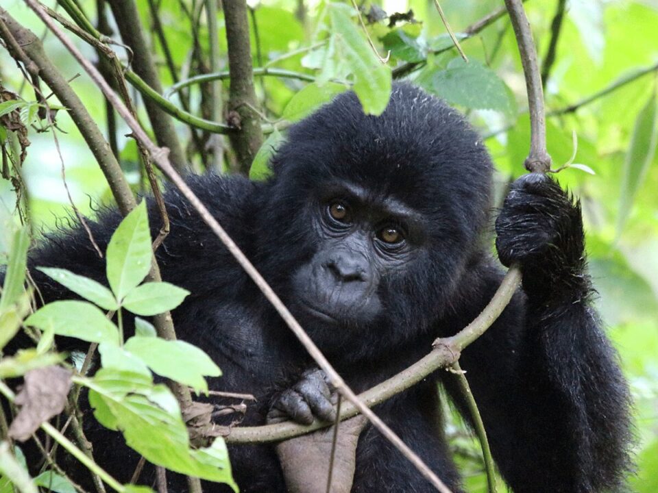 Gorilla Tracking Tours from Kabale Town