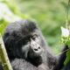 Gorilla Tracking from Musanze Ruhengeri