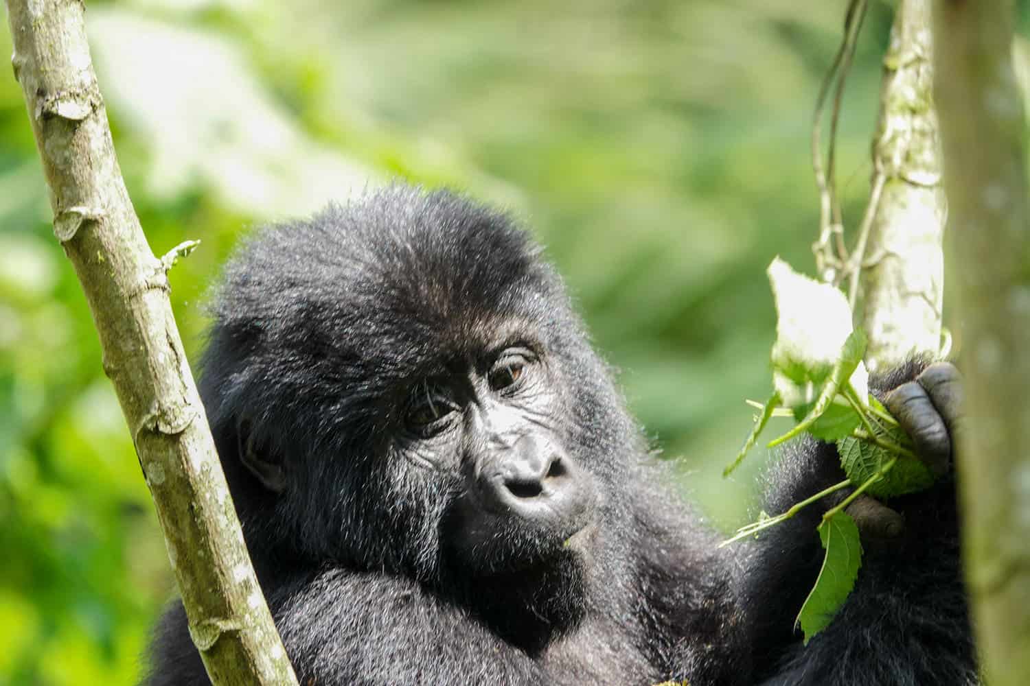 Gorilla Tracking from Musanze Ruhengeri