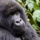 Gorilla Trek Independent Adventure - After seeing Mountain Gorillas in Uganda, What is else?