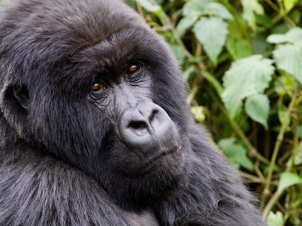 Gorilla Trek Independent Adventure - After seeing Mountain Gorillas in Uganda, What is else?