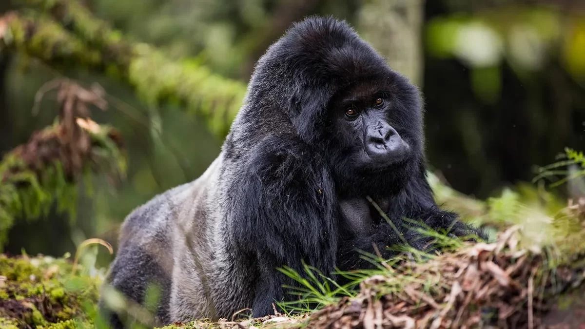 Gorilla Trekking Altitude and Acclimatization