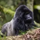Gorilla Trekking Altitude and Acclimatization