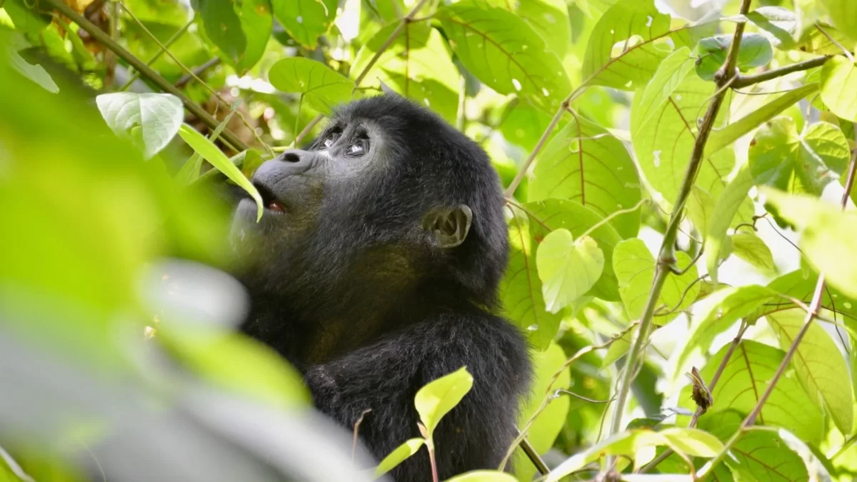 Gorilla Trekking Briefing & Guidance - Fly into Kigali Trek Cheap Gorillas in Uganda