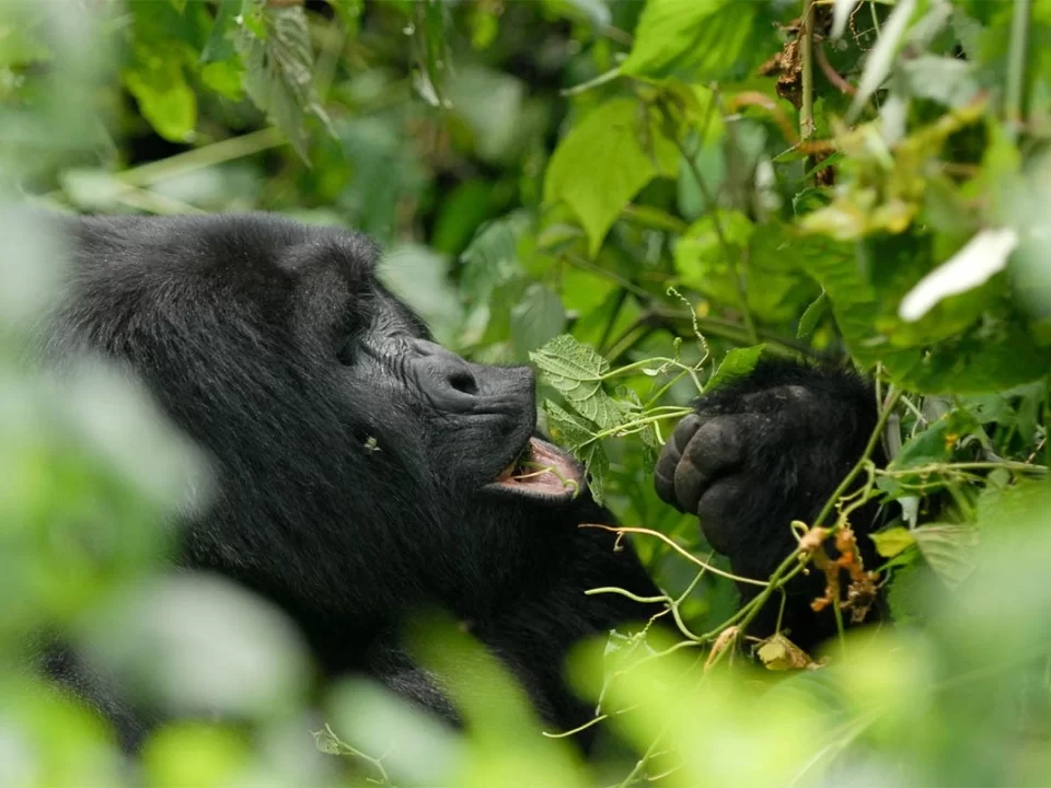 Gorilla Trekking Experience in Uganda