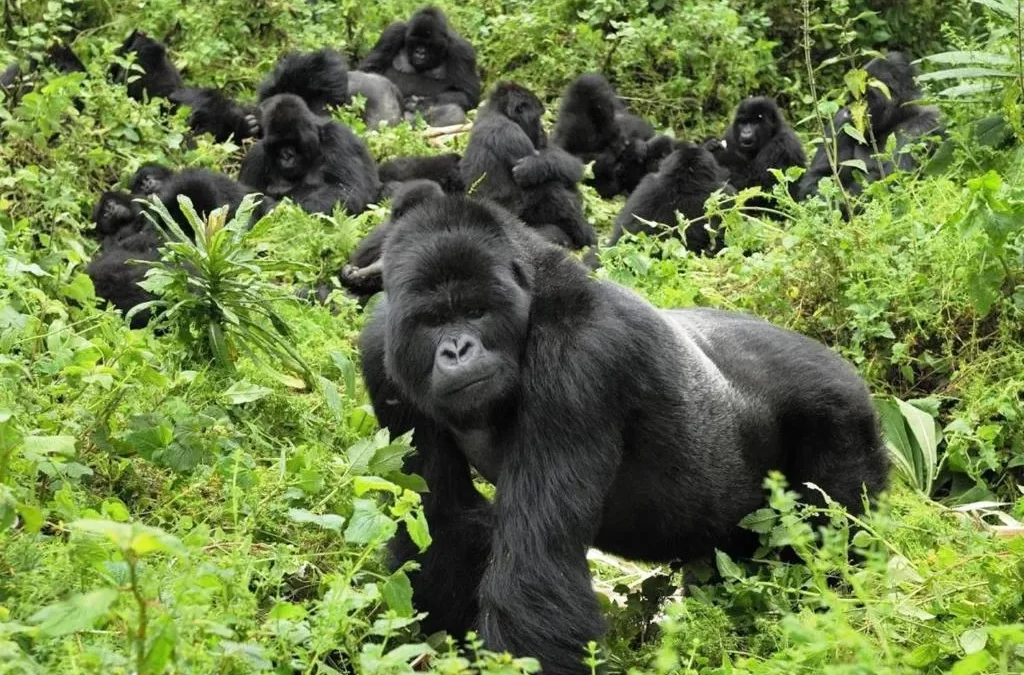 Gorilla Trekking Family Allocation