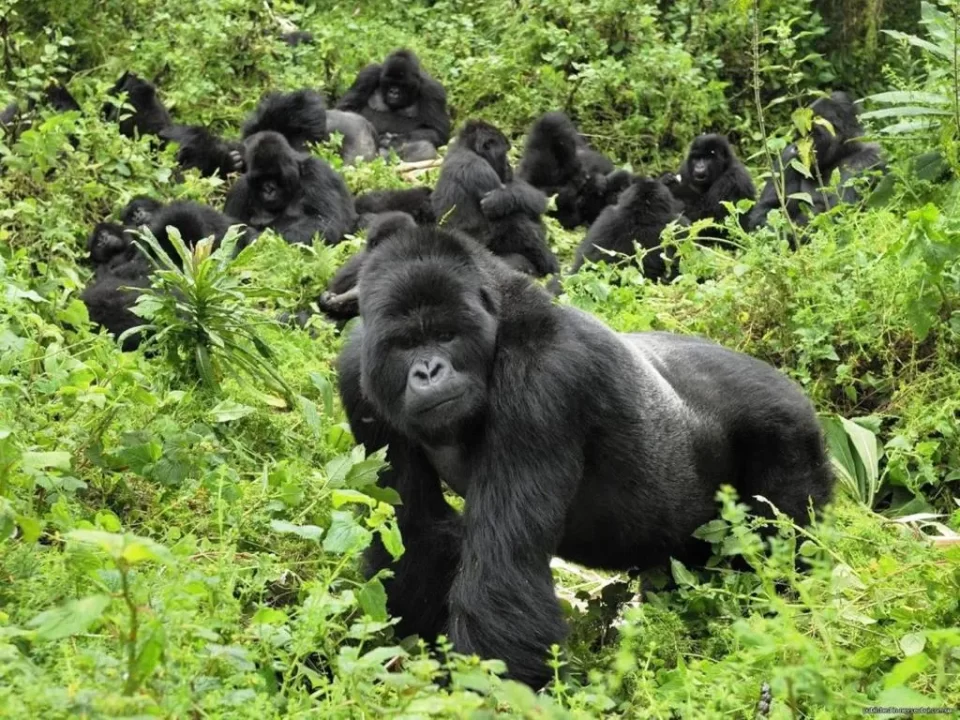 Gorilla Trekking Family Allocation