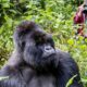 Gorilla Trekking Safari from Zimbabwe