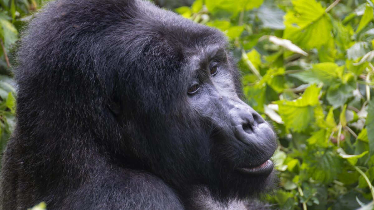 Gorilla Trekking Safaris from Mombasa Kenya