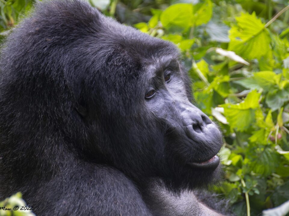 Gorilla Trekking Safaris from Mombasa Kenya