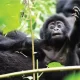 Gorilla Trekking Safaris from Zambia