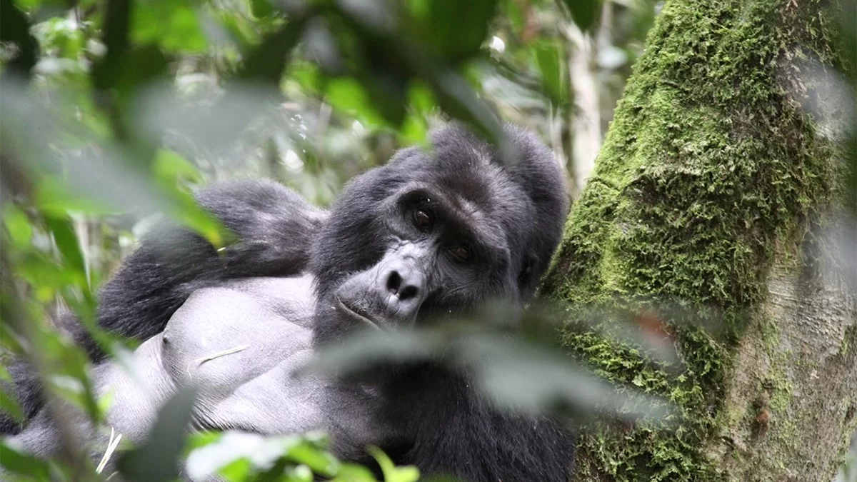 Gorilla Trekking Safaris in Uganda