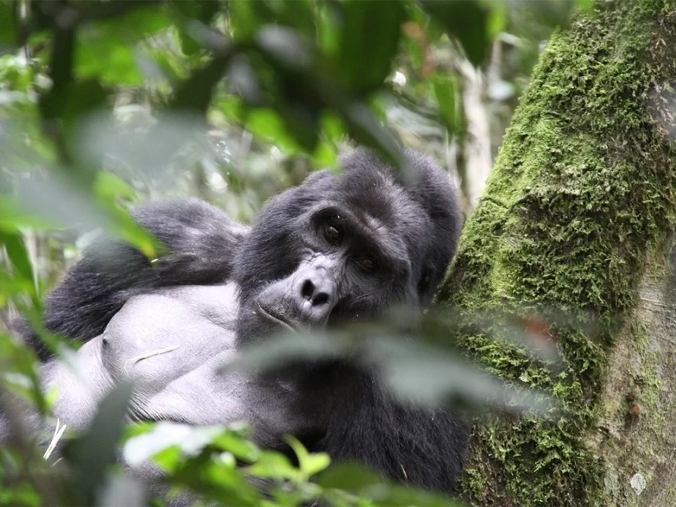 Gorilla Trekking Safaris in Uganda