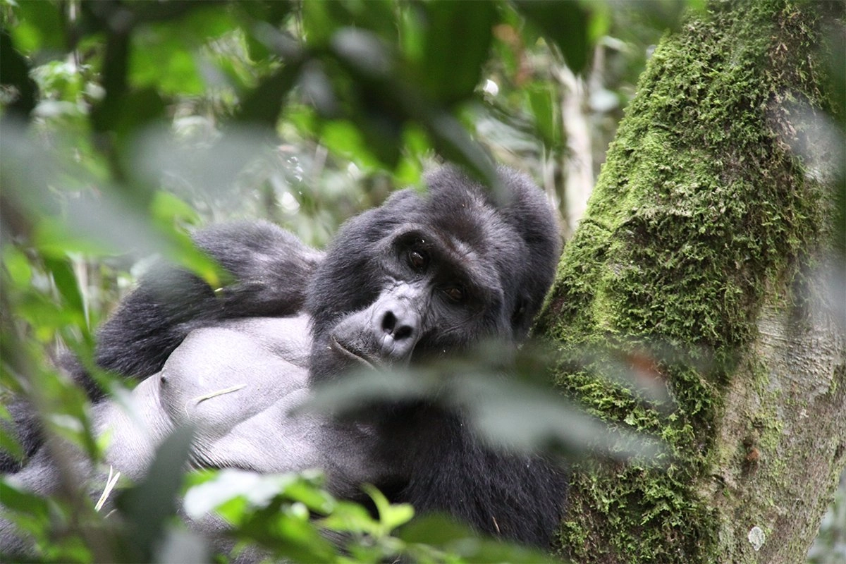 Gorilla Trekking Safaris in Uganda - What to Do After Gorilla Trekking in Uganda - Explore South Sudan and Uganda on a Combined Safari Tour