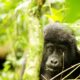 Gorilla Trekking Uganda Safaris from Namibia