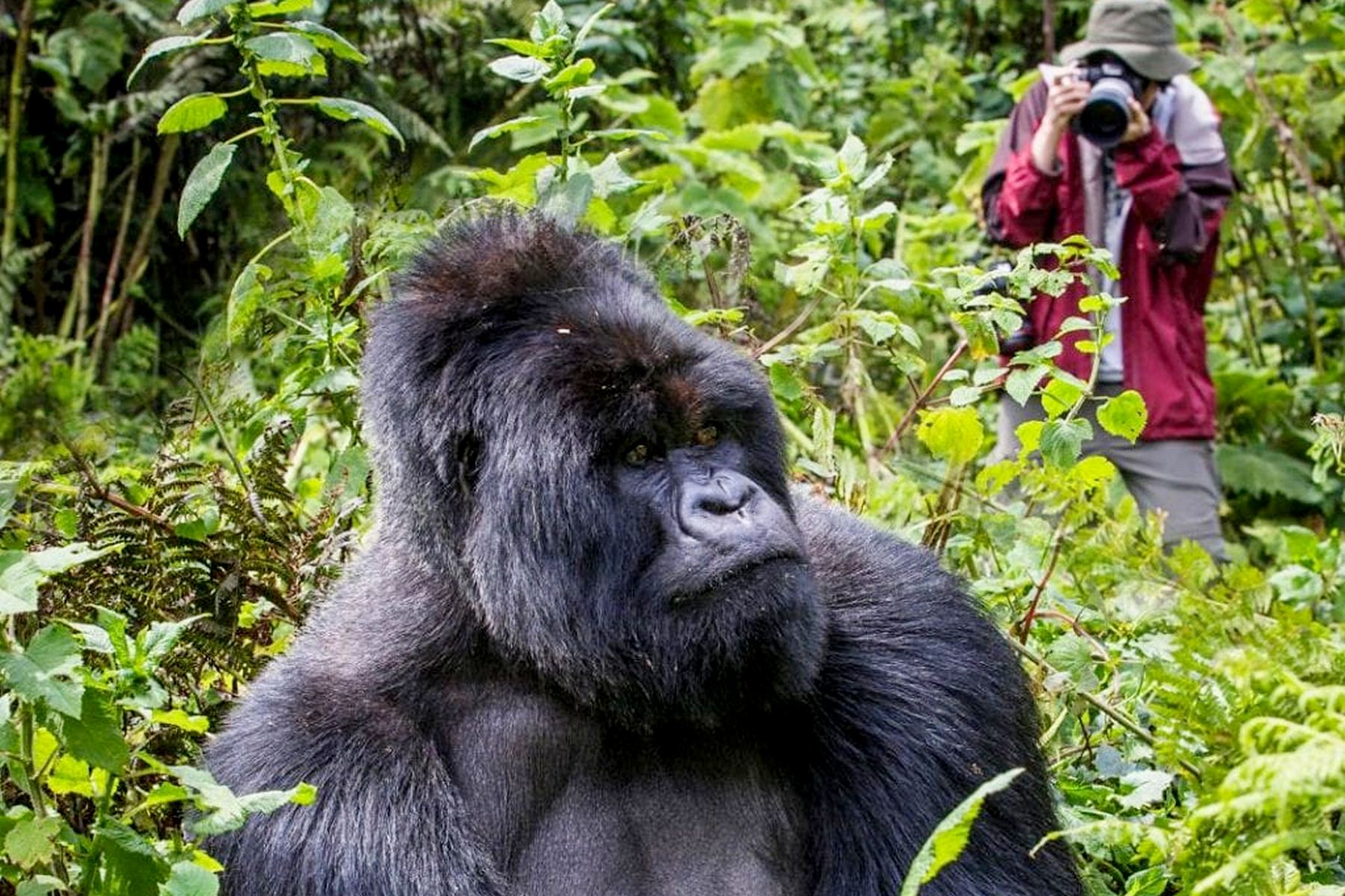 Gorilla Trekking Uganda Weather