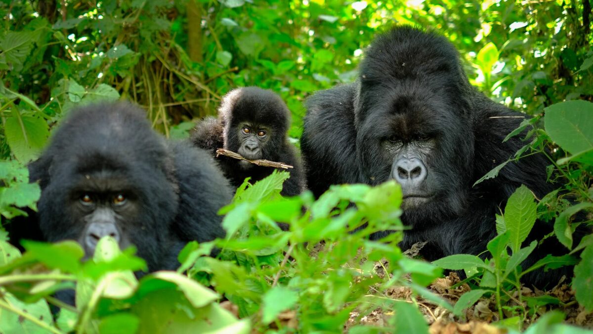 Gorilla families in Volcanoes National Park