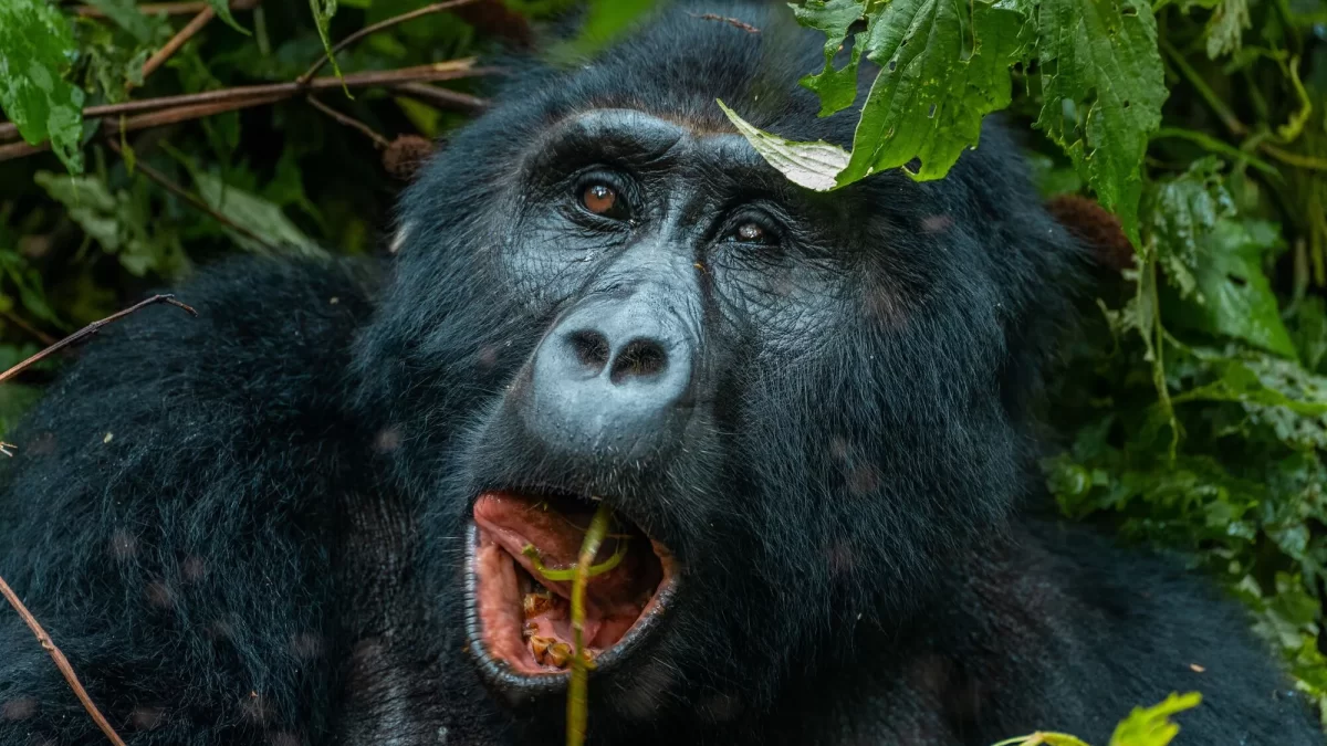 Gorilla trekking guide for Africa