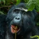 Gorilla trekking guide for Africa