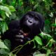Guide to Planning Gorilla Trekking Safari in Bwindi - Masai Mara & Bwindi Gorilla Safari