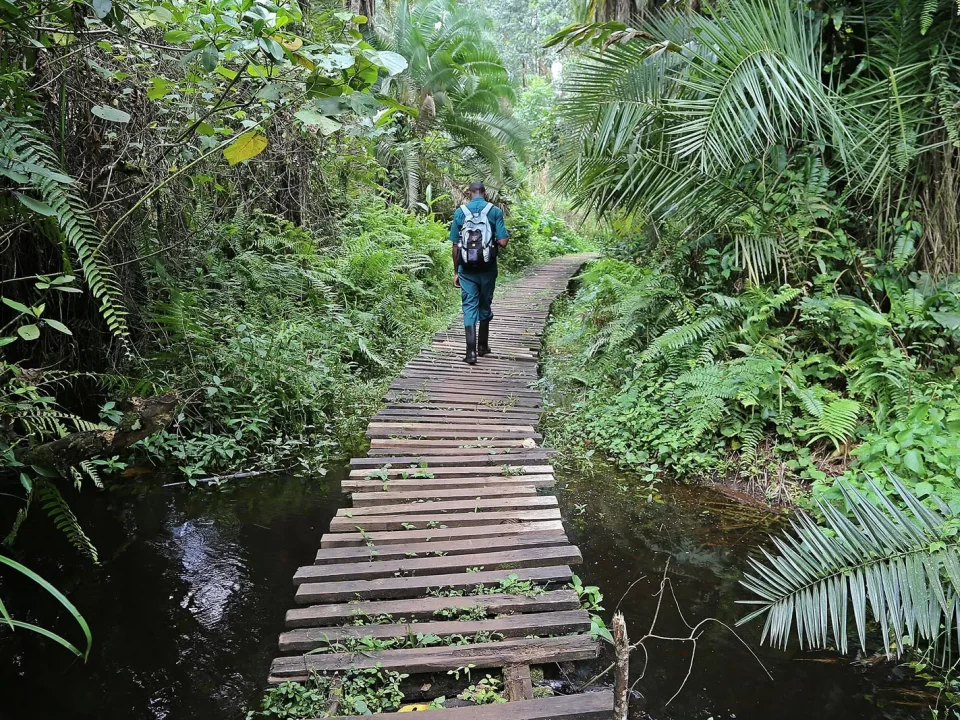 Guided Night Walks in Kibale Forest National Park