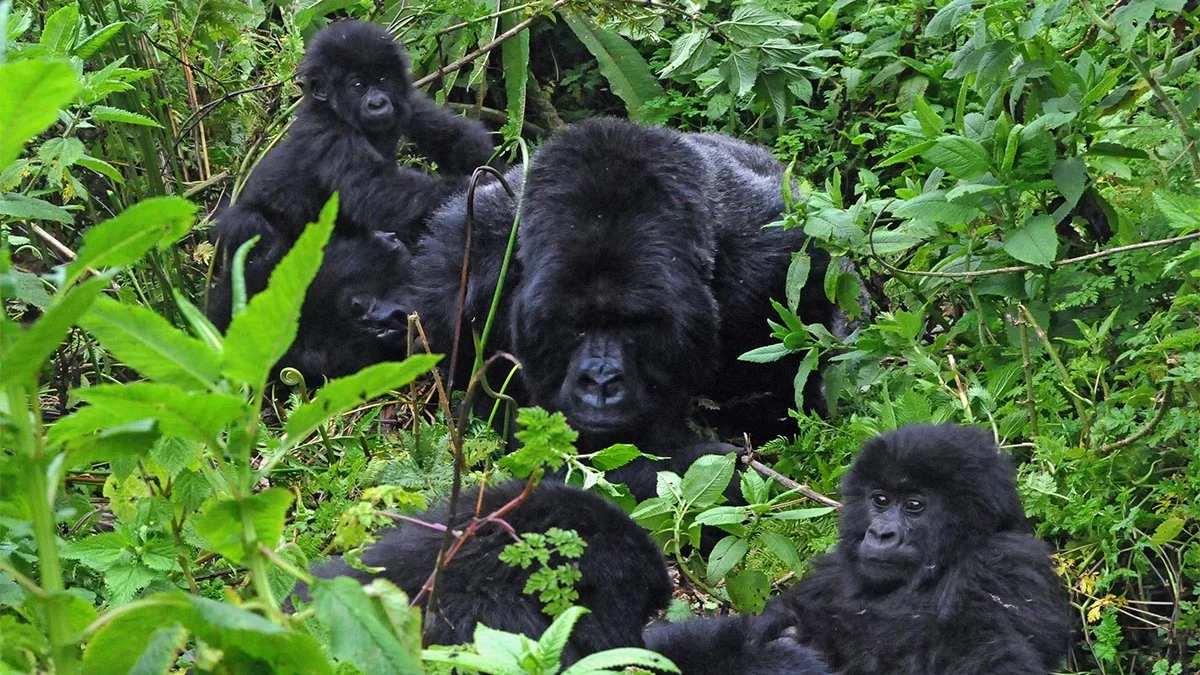 Habituated Gorilla Families in Uganda - Luxury Uganda Adventure Safaris