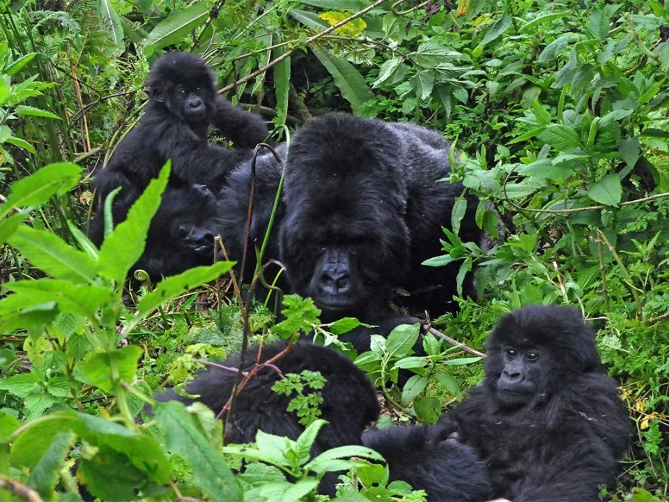 Habituated Gorilla Families in Uganda - Luxury Uganda Adventure Safaris