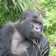 Handy Guide to Filming Mountain Gorillas