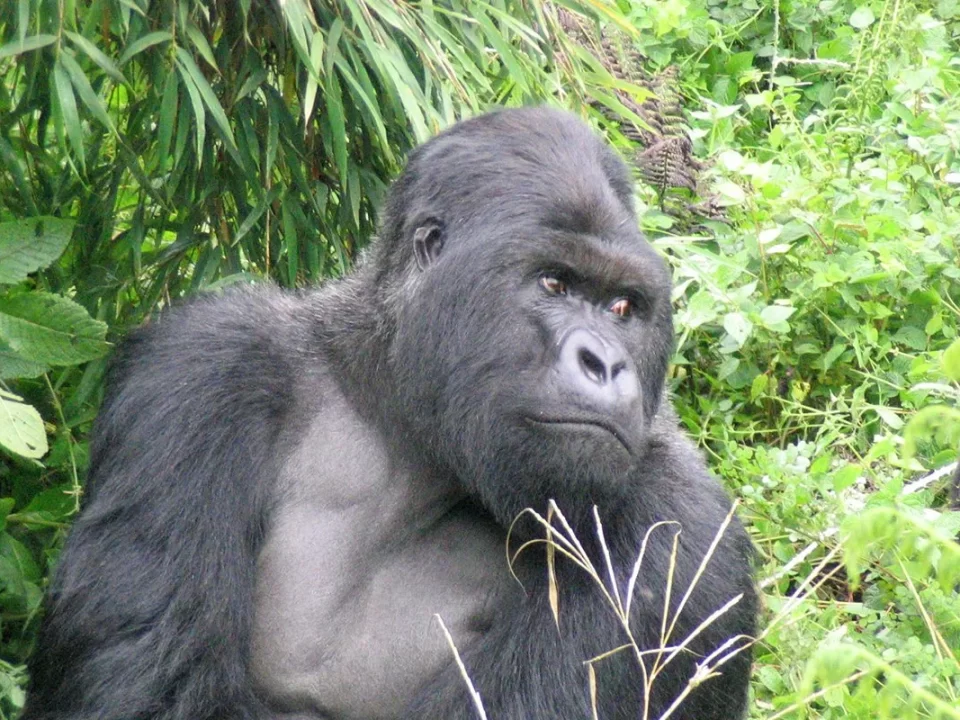 Handy Guide to Filming Mountain Gorillas