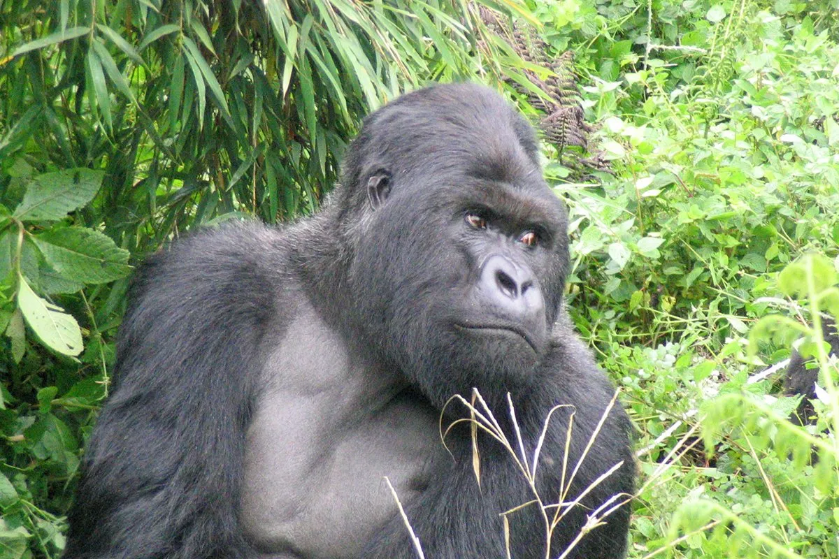 Handy Guide to Filming Mountain Gorillas