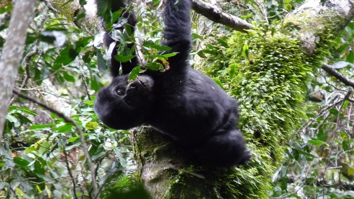 History and facts of Bwindi impenetrable National park