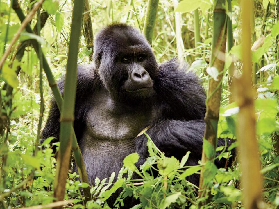How Long Does Gorilla Trekking Take?