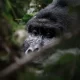 How Many Days are Needed for Gorilla Tracking in the Wild?