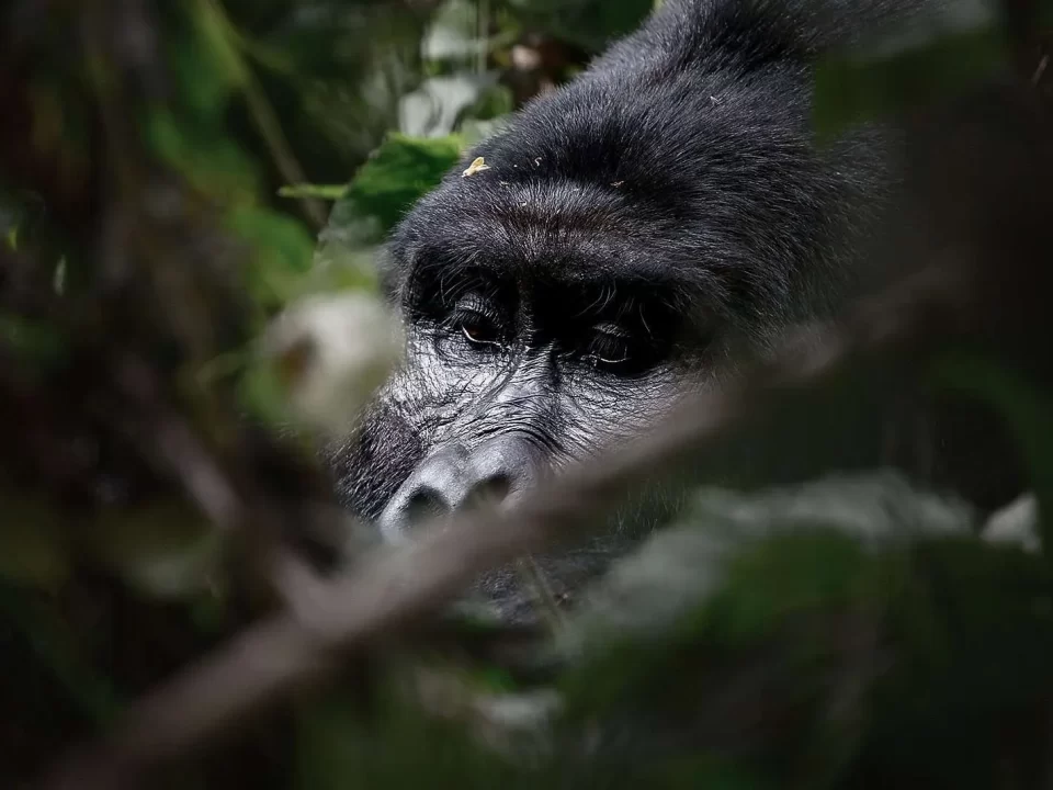 How Many Days are Needed for Gorilla Tracking in the Wild?