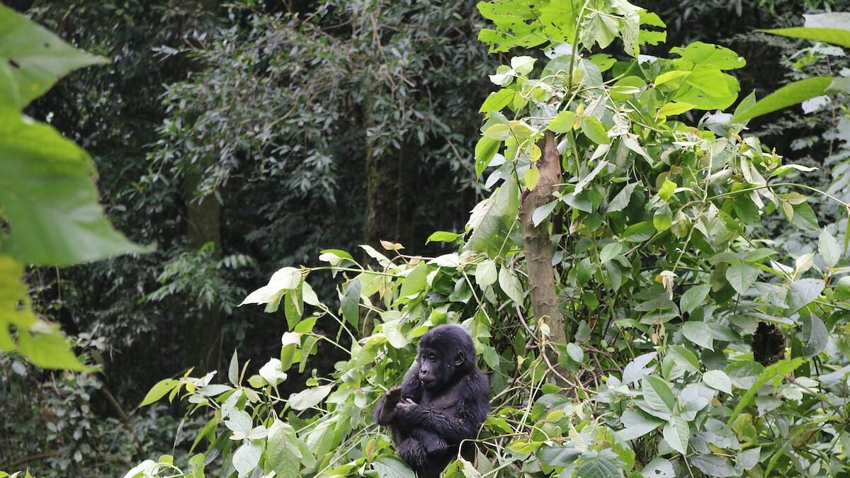 How Many Gorilla Permits Available in Uganda Daily?
