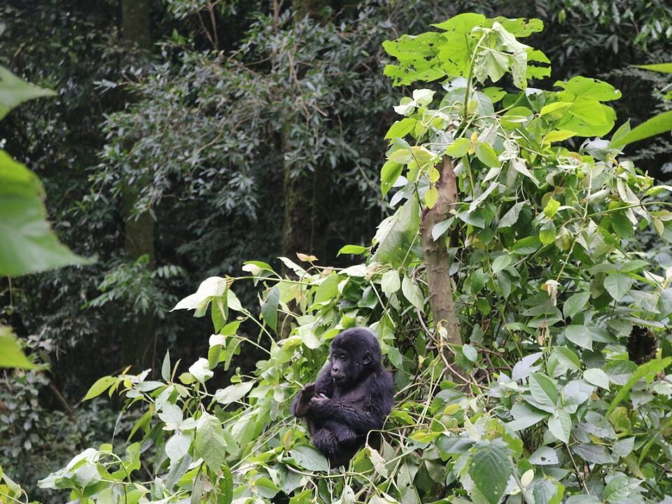 How Many Gorilla Permits Available in Uganda Daily?