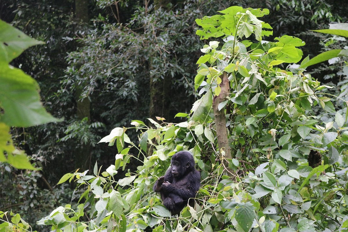 How Many Gorilla Permits Available in Uganda Daily?