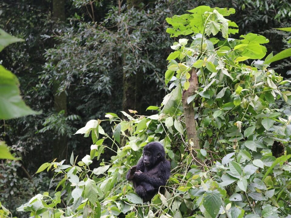 Gorilla Habituation Permit