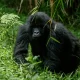 How to Book a Mgahinga Gorillas Pass?