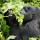 How to Choose a Uganda Gorilla Trek?