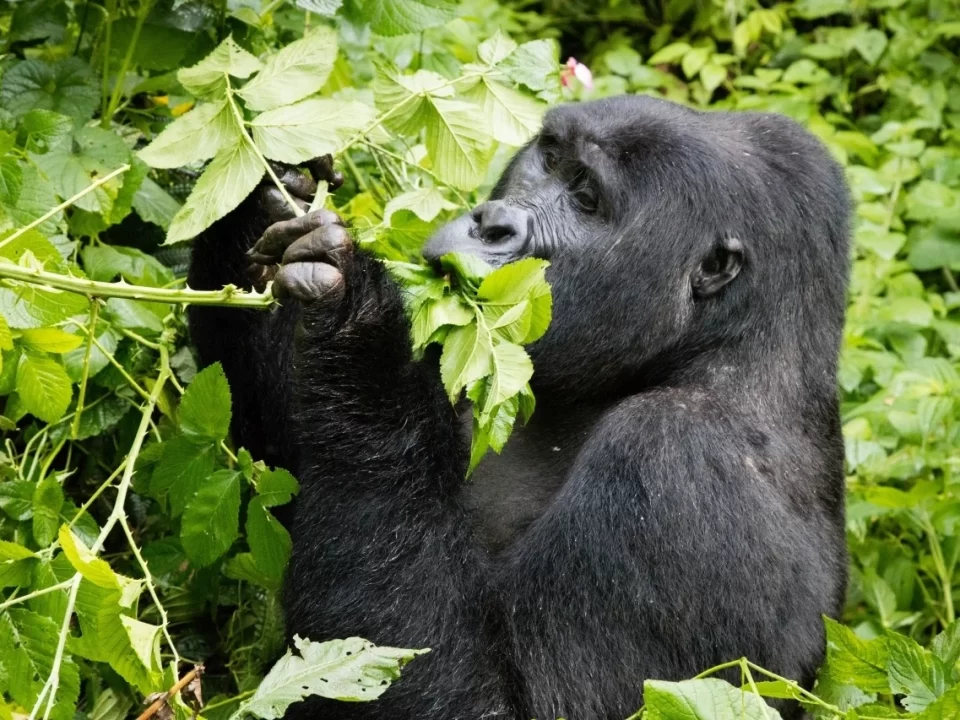 How to Choose a Uganda Gorilla Trek?