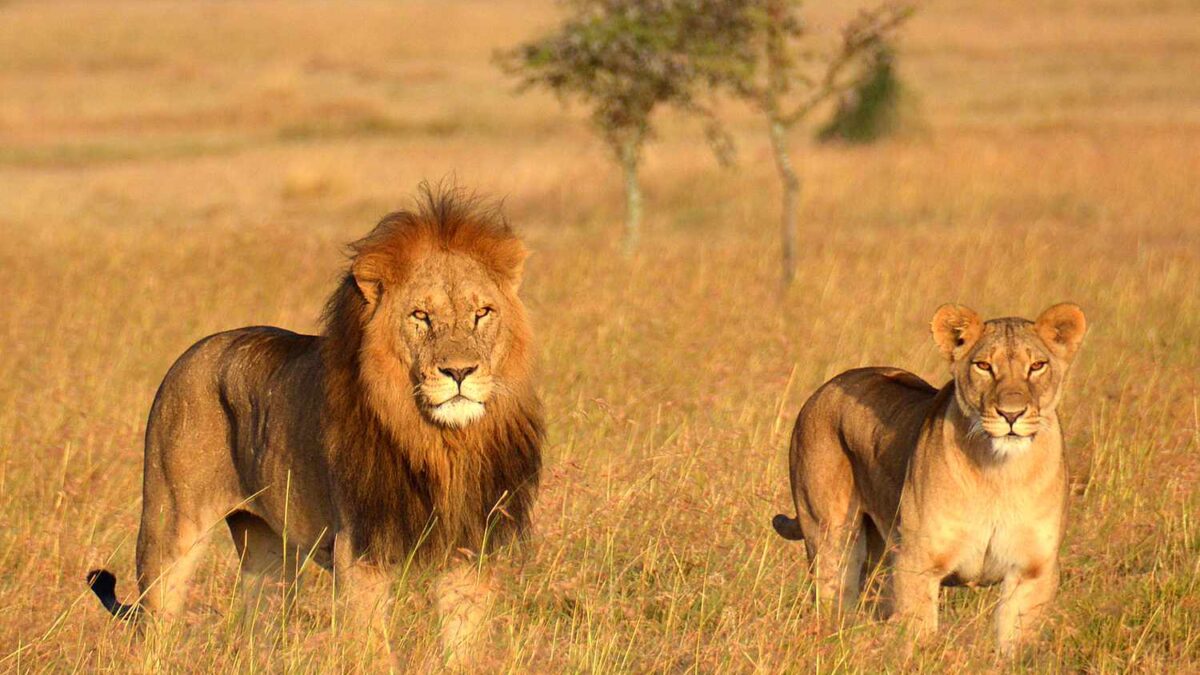 How to Plan a Safari in East Africa