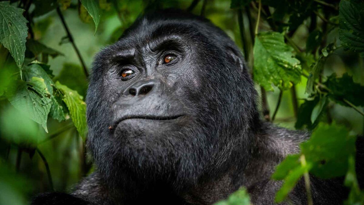 How to Save Money on a Gorilla Safari?