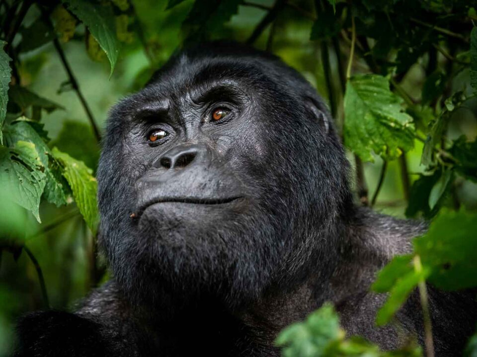 How to Save Money on a Gorilla Safari?