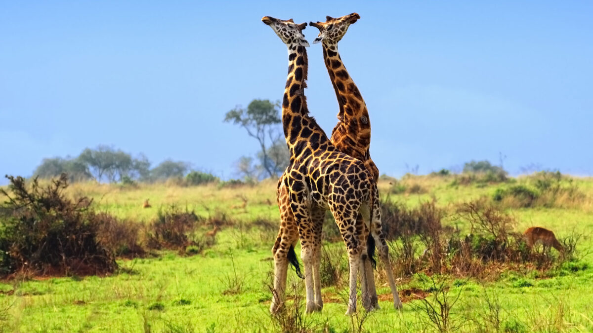 How to Stay in Touch with Home while on Safari in Uganda? - Uganda Safari & Adventure Holidays