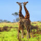 How to Stay in Touch with Home while on Safari in Uganda? - Uganda Safari & Adventure Holidays