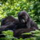 How to book an African Mountain Gorilla Safari from Office?