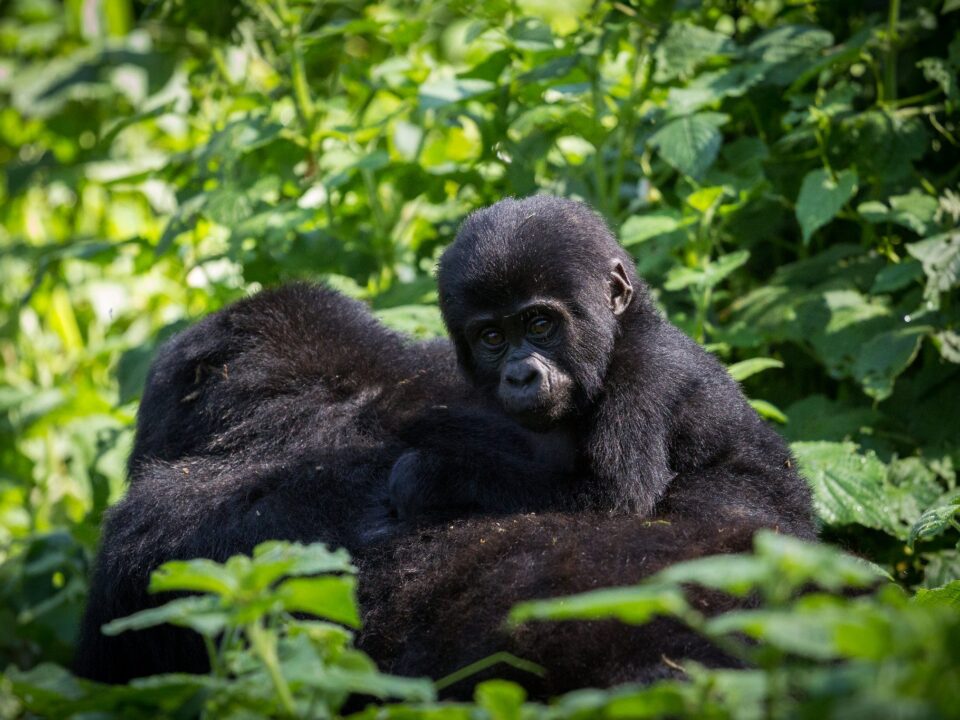 How to book an African Mountain Gorilla Safari from Office?