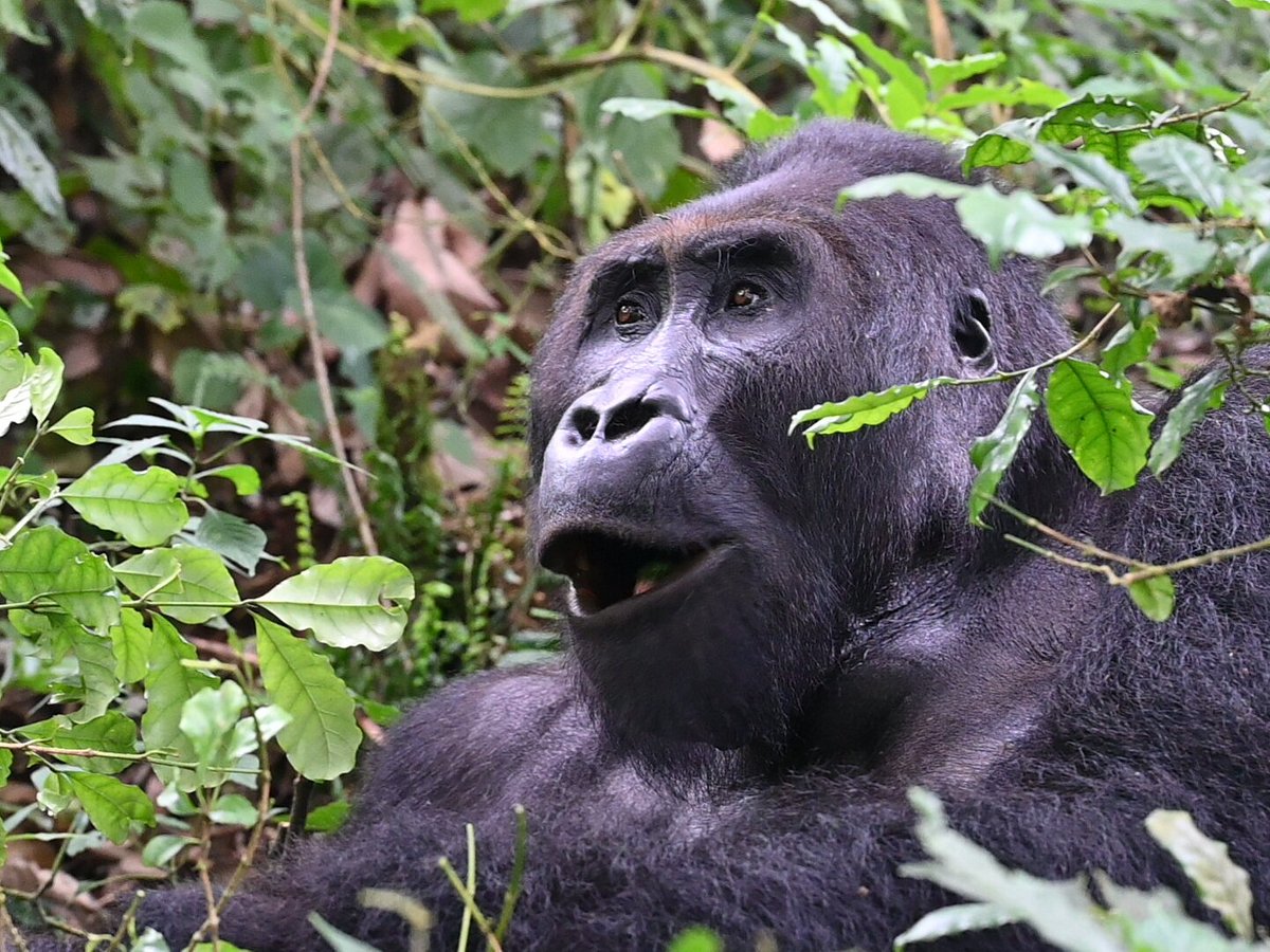 How to get to Kahuzi Biega National Park - Cost of Gorilla Trekking in Kahuzi Biega National Park - Booking Gorilla Trekking in Kahuzi Biega National Park