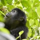 How to visit Bwindi Impenetrable National Park